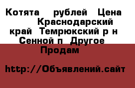 Котята 10 рублей › Цена ­ 10 - Краснодарский край, Темрюкский р-н, Сенной п. Другое » Продам   